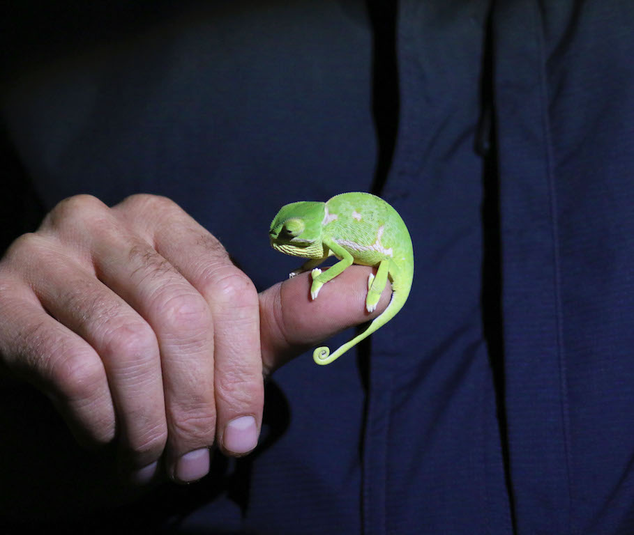 chameleon 2