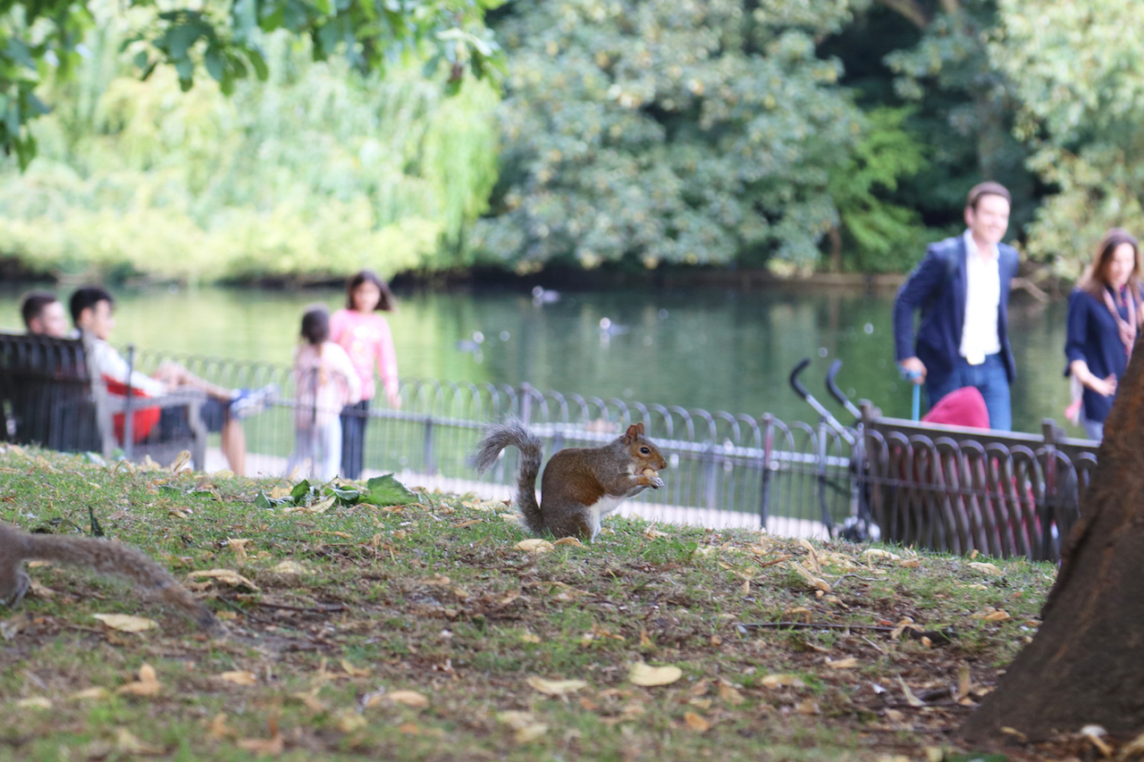 Squirrel at St James Park copy