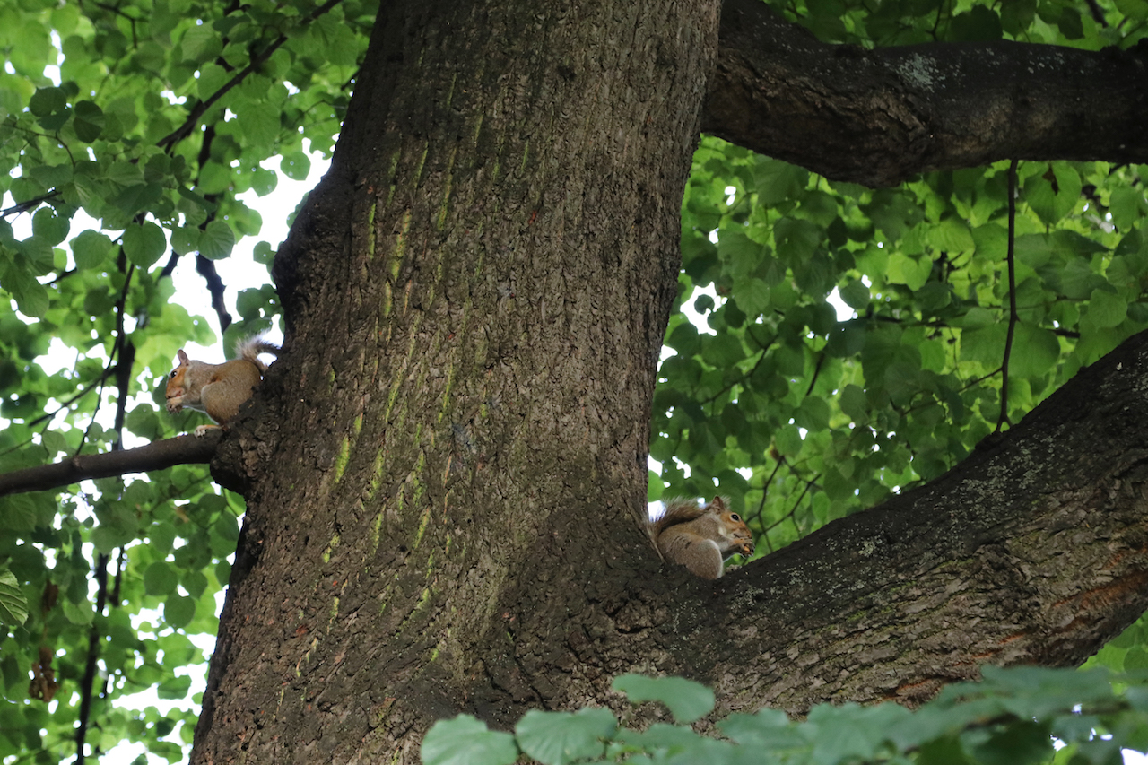 Squirrels copy